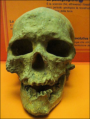 20120205-Homo_sapiens_fossilis_Francia_milano 2.JPG